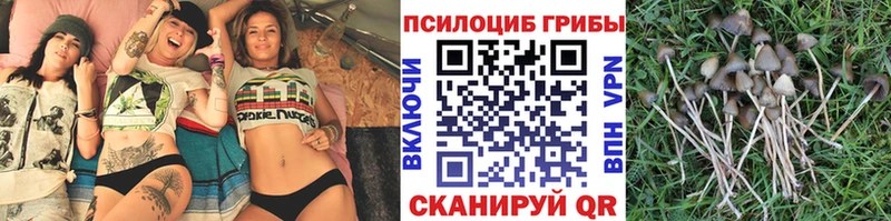 Псилоцибиновые грибы прущие грибы  Салаир 